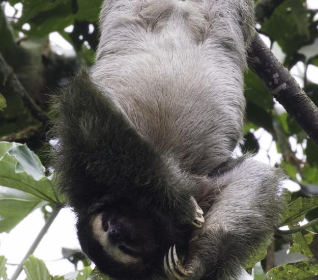 Perezoso de Tres Dedos (Bradypus variegatus)