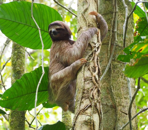 Perezoso de Tres Dedos (Bradypus variegatus)