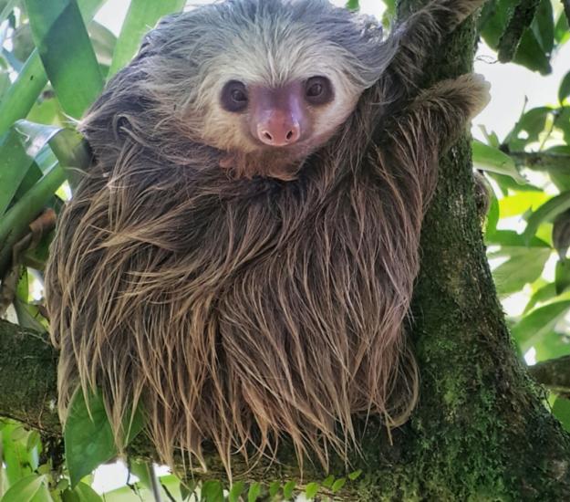 Perezoso de Dos Dedos (Choloepus hoffmanni)