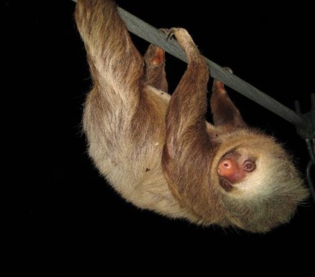 Perezoso de Dos Dedos (Choloepus hoffmanni)