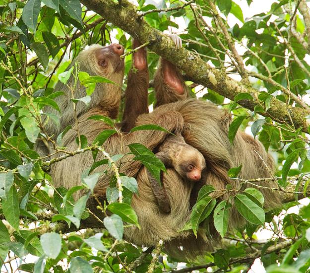 Perezoso de Dos Dedos (Choloepus hoffmanni)