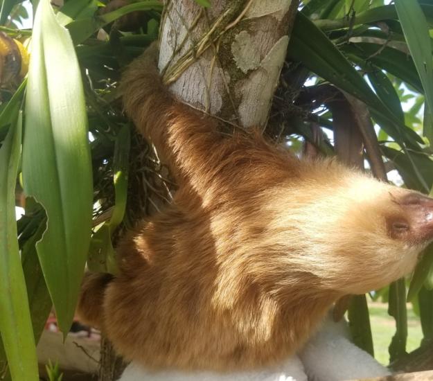 Perezoso de Dos Dedos (Choloepus hoffmanni)