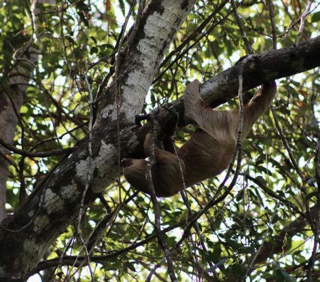 Perezoso de Dos Dedos (Choloepus hoffmanni)