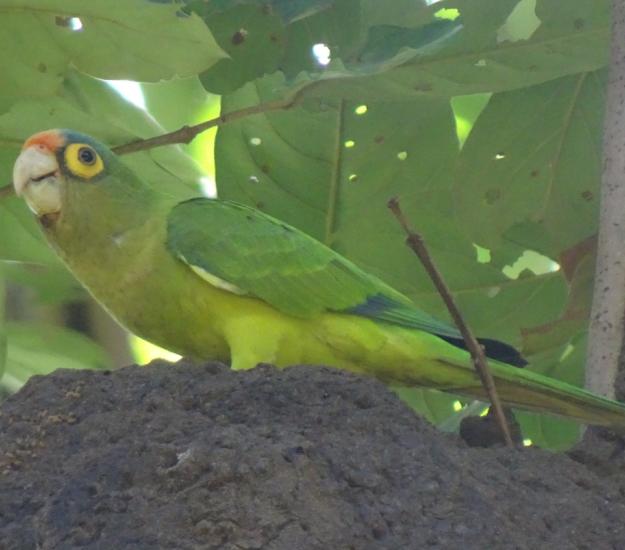 Perico Frente Naranja (Eupsittula canicularis)