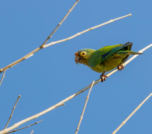 Perico Frente Naranja (Eupsittula canicularis)