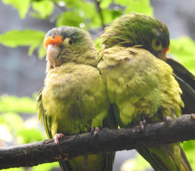 Perico Frente Naranja (Eupsittula canicularis)