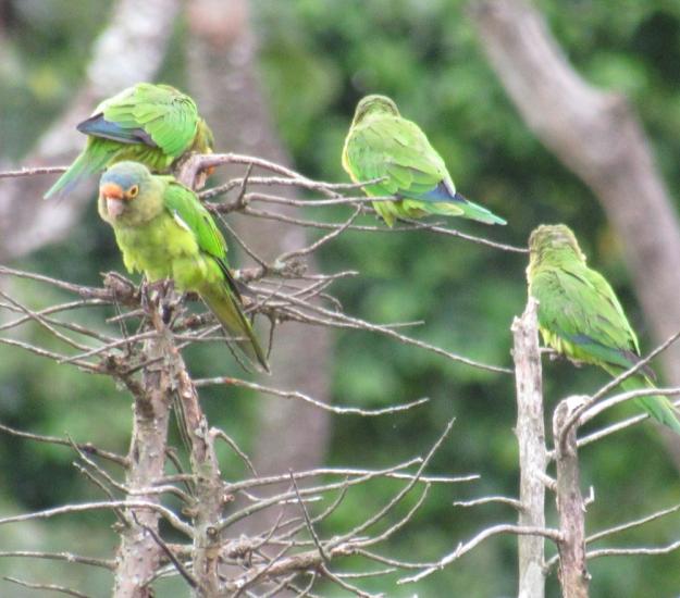 Perico Frente Naranja (Eupsittula canicularis)