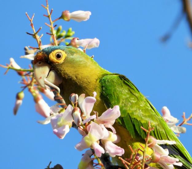 Perico Frente Naranja (Eupsittula canicularis)