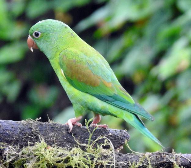 Periquito Barbinaranja (Brotogeris jugularis)