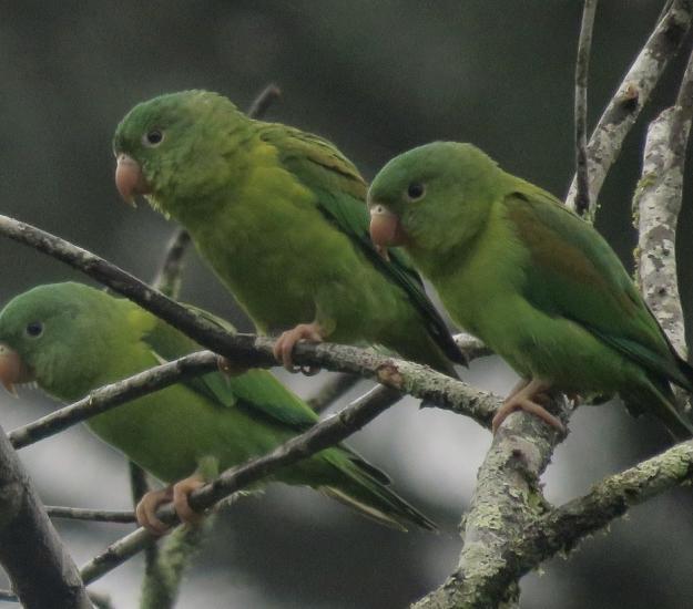 Periquito Barbinaranja (Brotogeris jugularis)