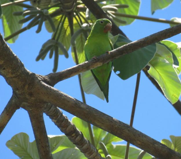 Periquito Barbinaranja (Brotogeris jugularis)