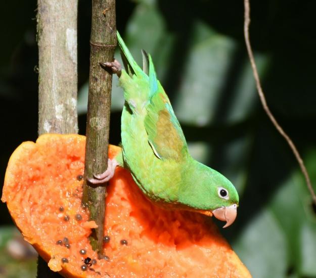 Periquito Barbinaranja (Brotogeris jugularis)