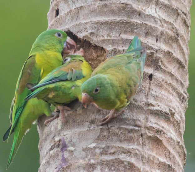 Periquito Barbinaranja (Brotogeris jugularis)