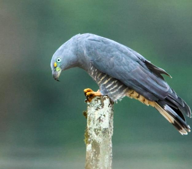Gavilán Pico de Gancho (Chondrohierax uncinatus)