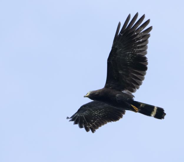 Gavilán Pico de Gancho (Chondrohierax uncinatus)