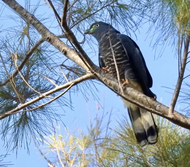 Gavilán Pico de Gancho (Chondrohierax uncinatus)