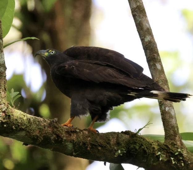 Gavilán Pico de Gancho (Chondrohierax uncinatus)