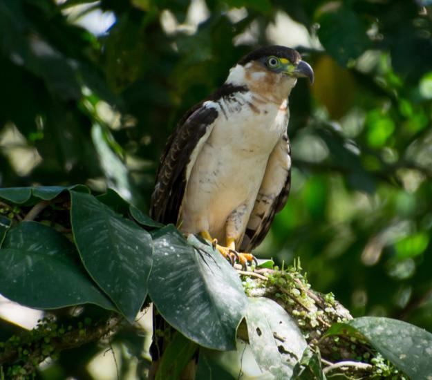 Gavilán Pico de Gancho (Chondrohierax uncinatus)