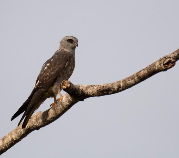 Milano Plomizo (Ictinia plumbea)
