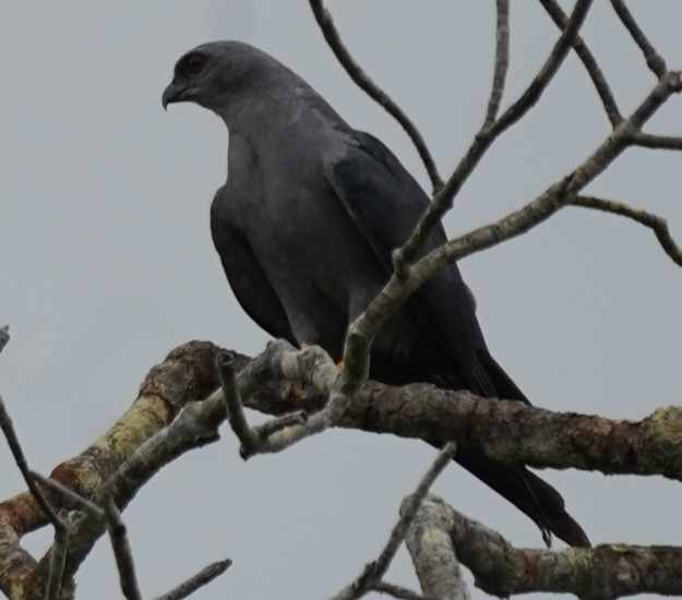 Milano Plomizo (Ictinia plumbea)