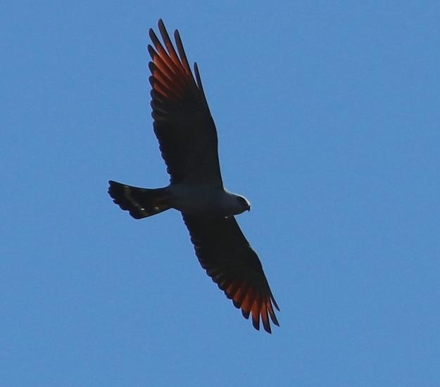 Milano Plomizo (Ictinia plumbea)