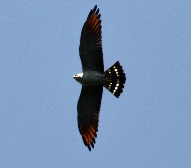 Milano Plomizo (Ictinia plumbea)