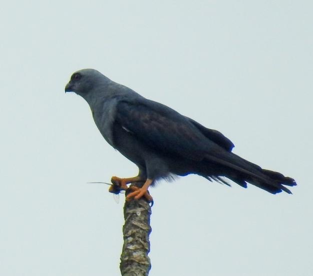Milano Plomizo (Ictinia plumbea)