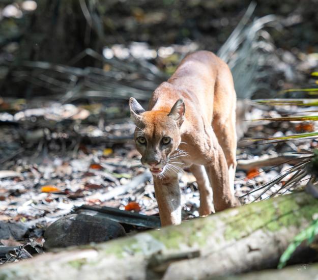 Puma (Puma concolor)