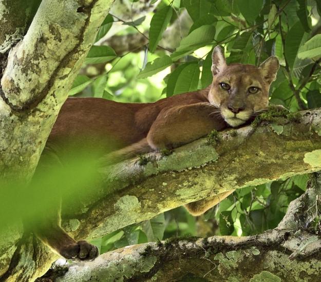 Puma (Puma concolor)