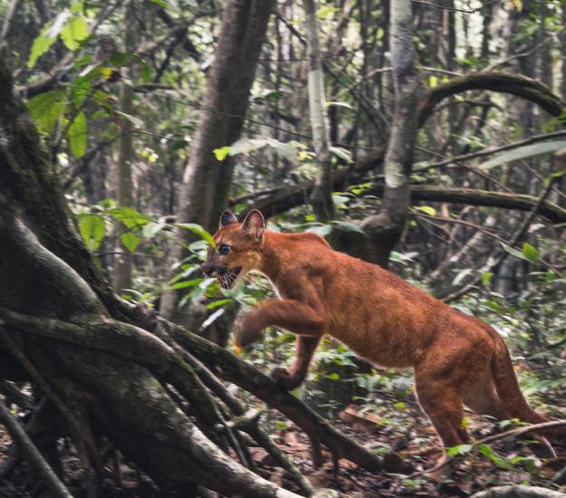 Puma (Puma concolor)