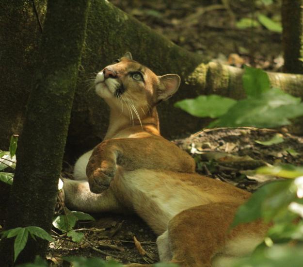 Puma (Puma concolor)