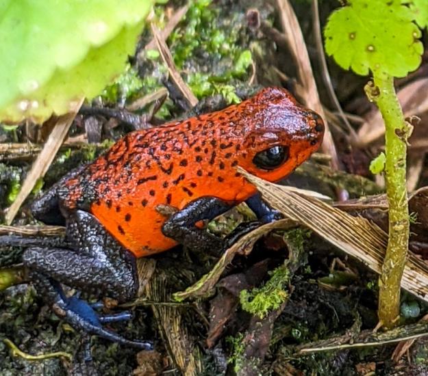 Rana Venenosa Azul Y Roja (Oophaga pumilio)