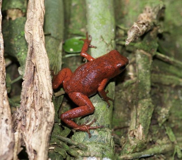 Rana Venenosa Azul Y Roja (Oophaga pumilio)