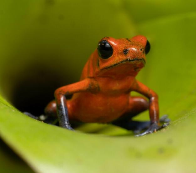 Rana Venenosa Azul Y Roja (Oophaga pumilio)