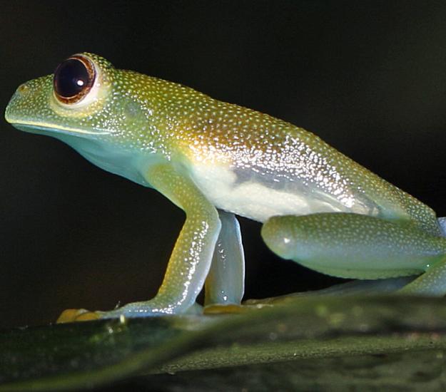 Rana de Vidrio Granulosa (Cochranella granulosa)
