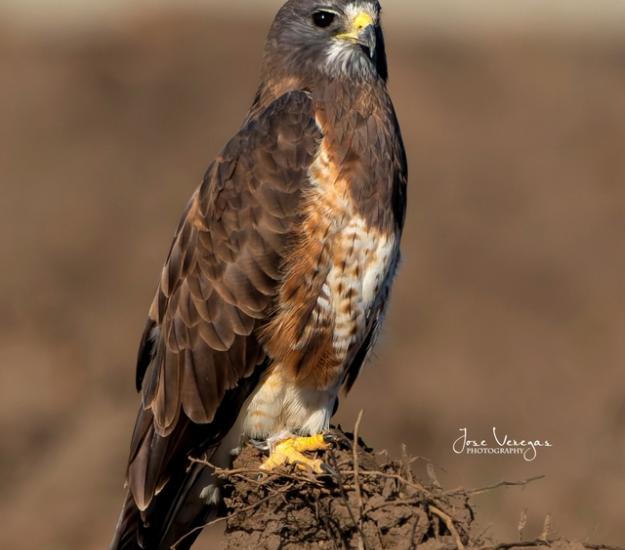 Aguililla de Swainson (Buteo swainsoni)