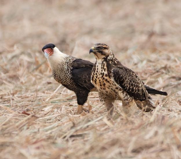 Aguililla de Swainson (Buteo swainsoni)