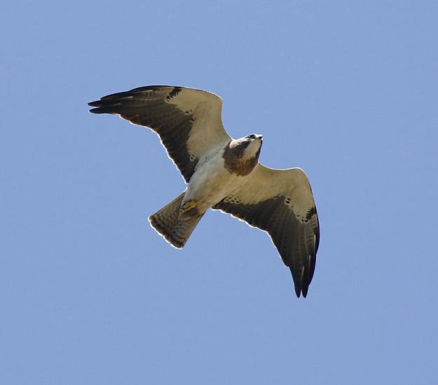 Aguililla de Swainson (Buteo swainsoni)