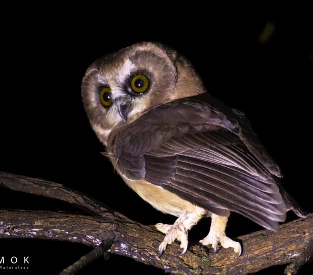 Tecolote Oyamelero Sureño (Aegolius ridgwayi)