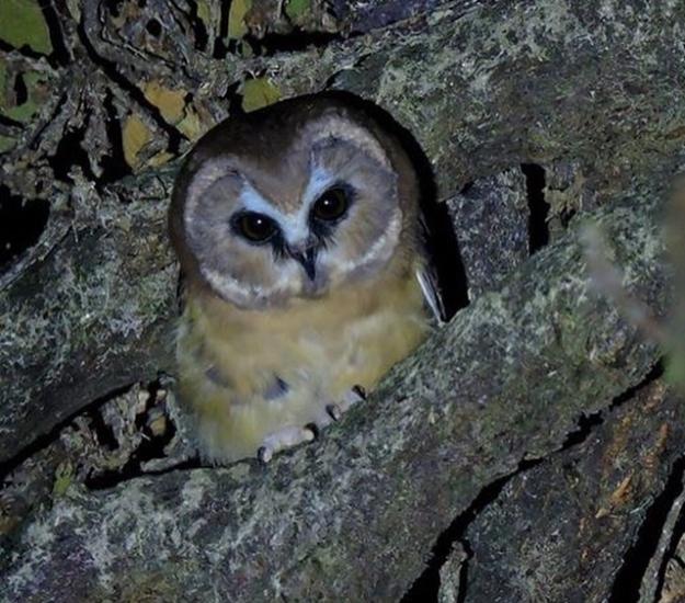 Tecolote Oyamelero Sureño (Aegolius ridgwayi)