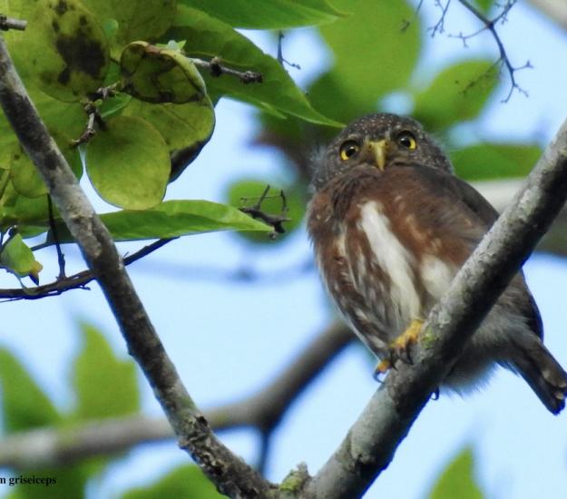 Tecolote Mesoamericano (Glaucidium griseiceps)