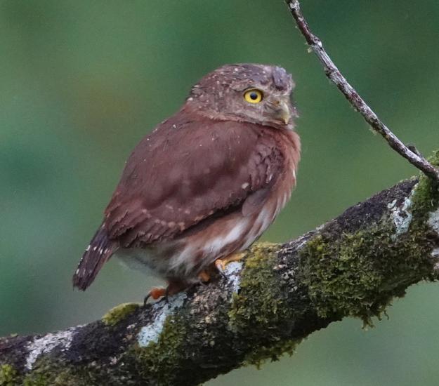 Tecolote Mesoamericano (Glaucidium griseiceps)
