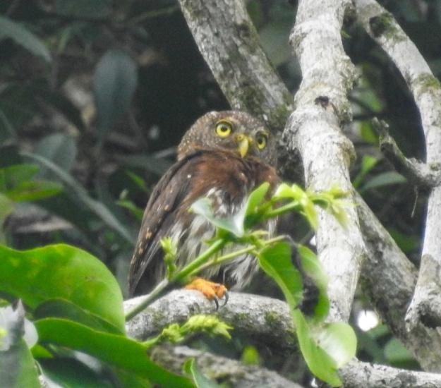 Tecolote Mesoamericano (Glaucidium griseiceps)