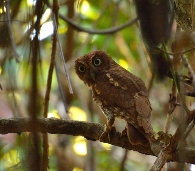 Tecolote Sapo (Megascops guatemalae)