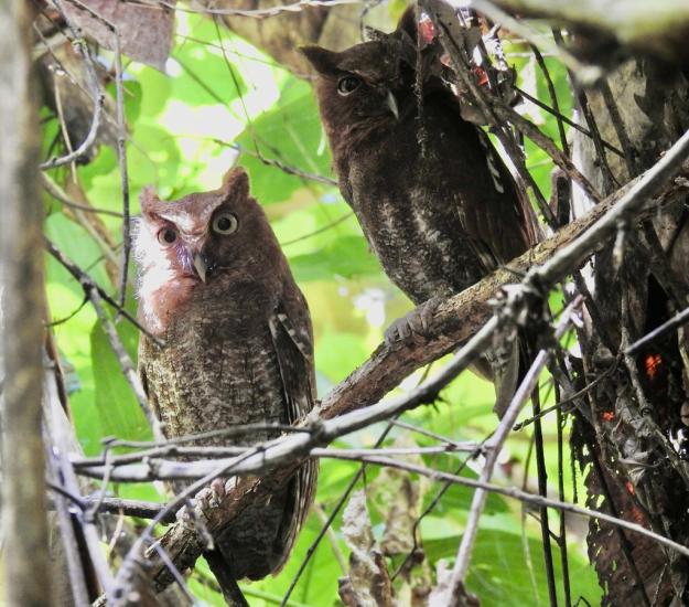 Tecolote Sapo (Megascops guatemalae)