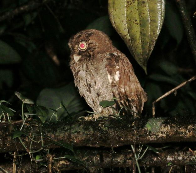 Tecolote Sapo (Megascops guatemalae)