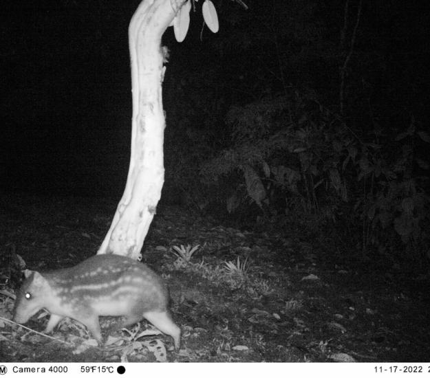 Tepezcuintle (Cuniculus paca)