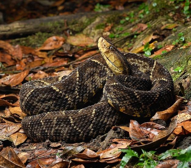 Terciopelo (Bothrops asper)