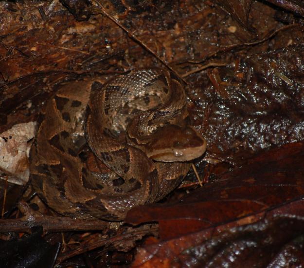 Terciopelo (Bothrops asper)