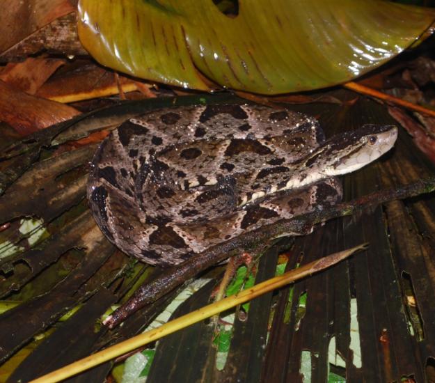 Terciopelo (Bothrops asper)